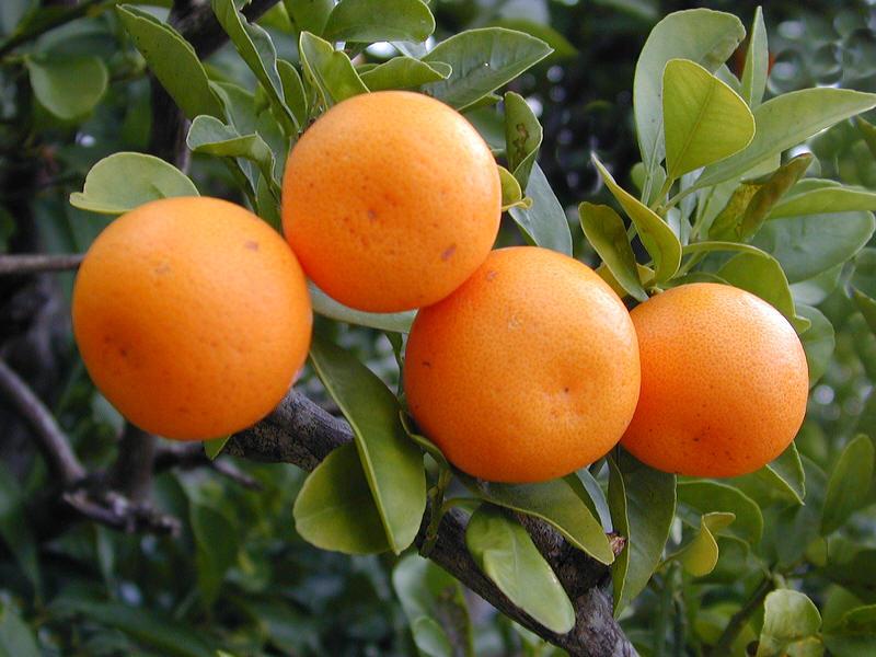 mandarine.jpg