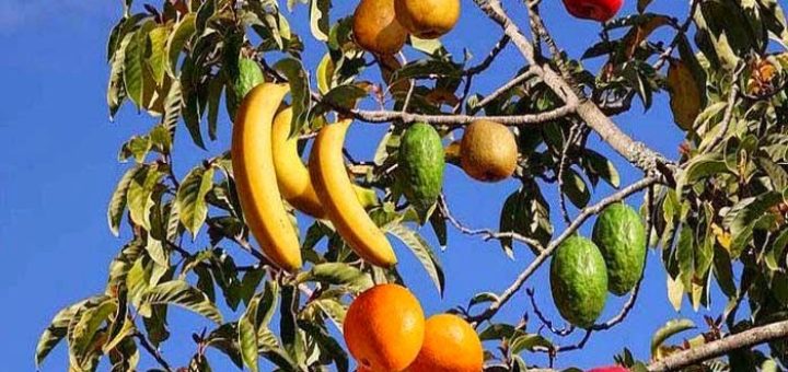 multi-fruit-tree.jpg