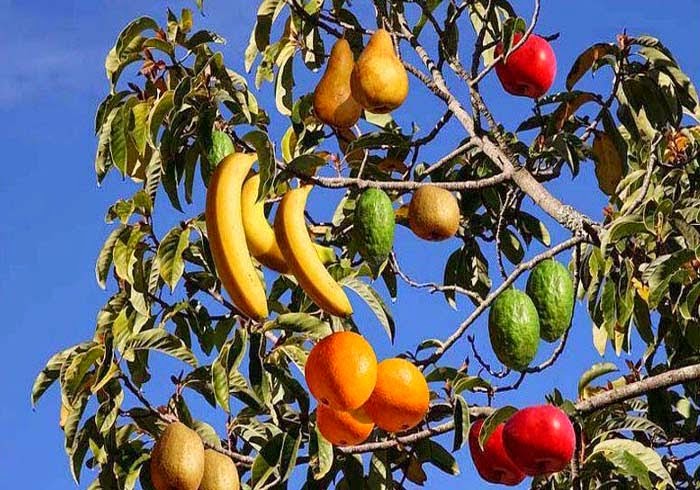 multi-fruit-tree.jpg
