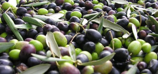 olives-maroc.jpg