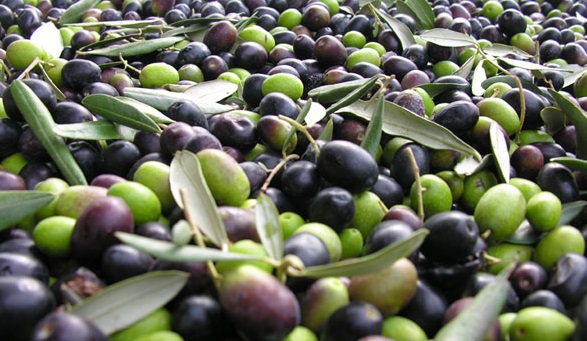 olives-maroc.jpg