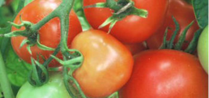 tomate10.08.jpg