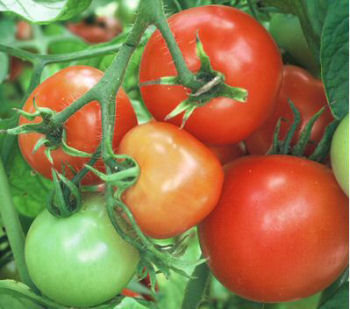 tomate10.08.jpg