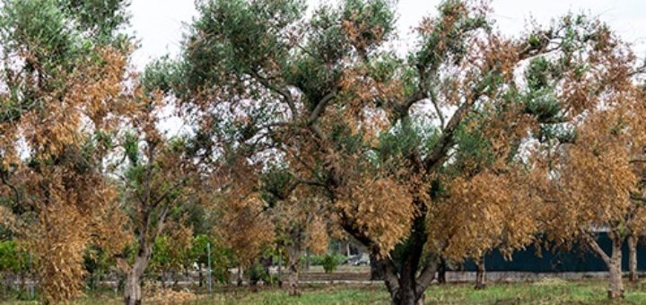 xylella10.08.jpg