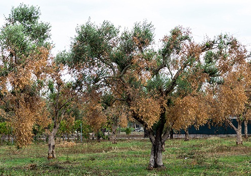 xylella10.08.jpg