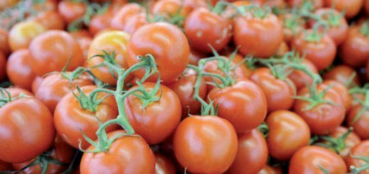 exportations-de-tomates.jpg