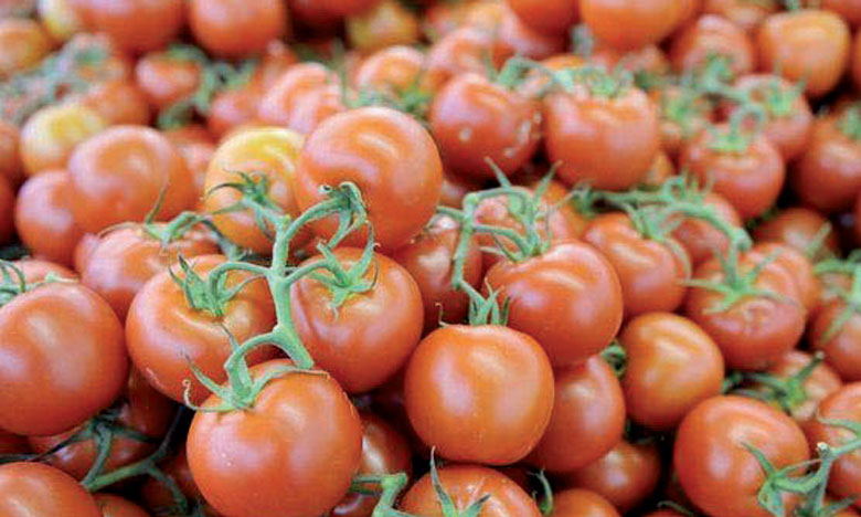 exportations-de-tomates.jpg