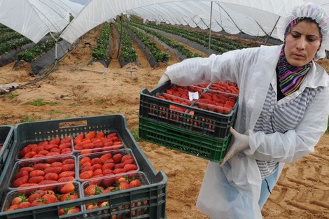 fraise-espane-maroc.jpg