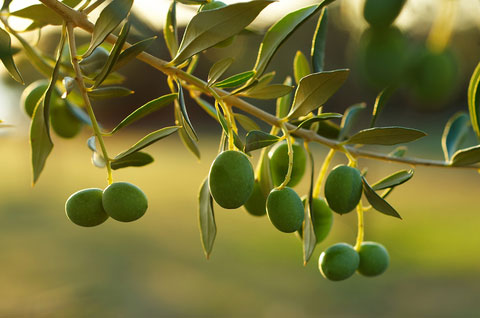 olives.jpg