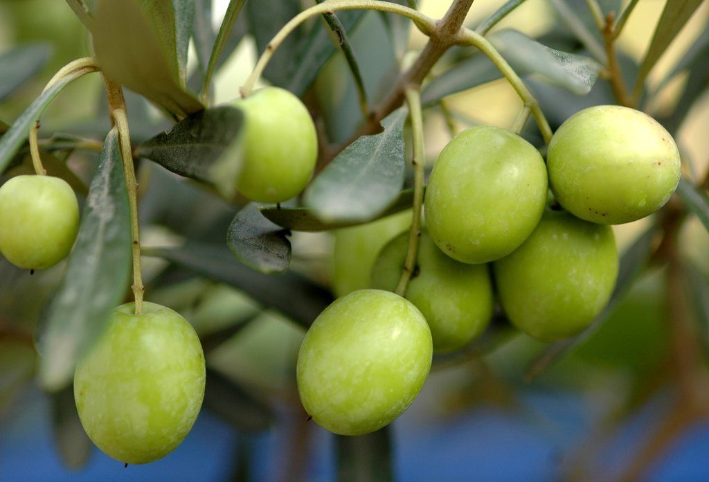 olives.jpg