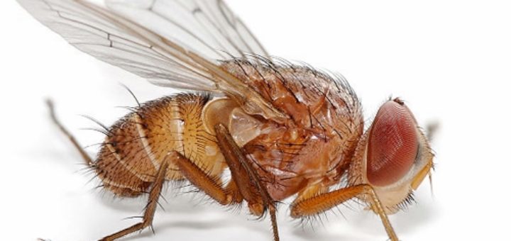 drosophila-suzukii.jpg