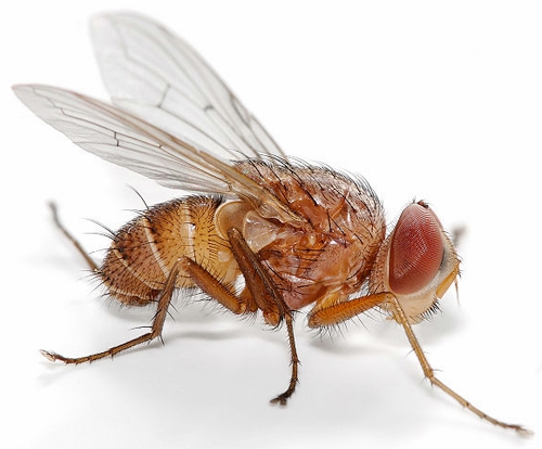 drosophila-suzukii.jpg