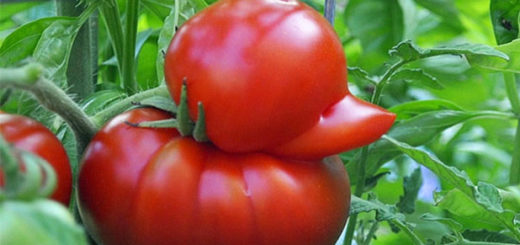 tomate-canard.jpg