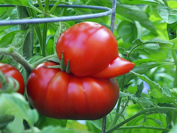 tomate-canard.jpg