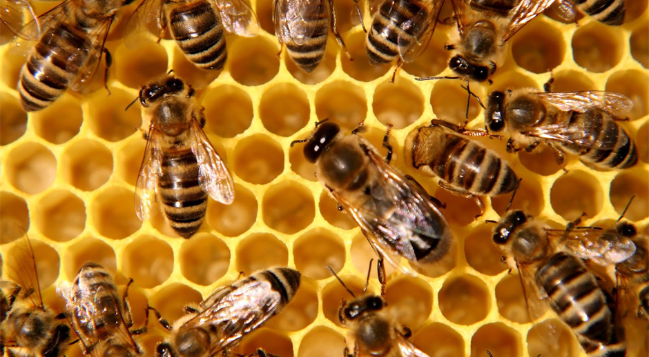 colonie_abeilles.jpg