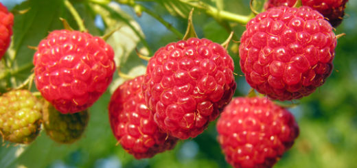 framboises.jpg