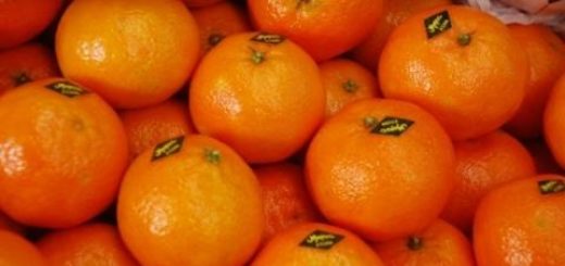 clementine_maroc.jpg