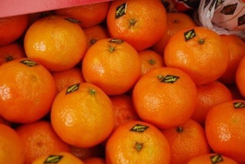 clementine_maroc.jpg