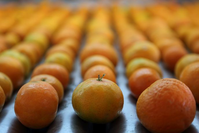 clementines.jpg