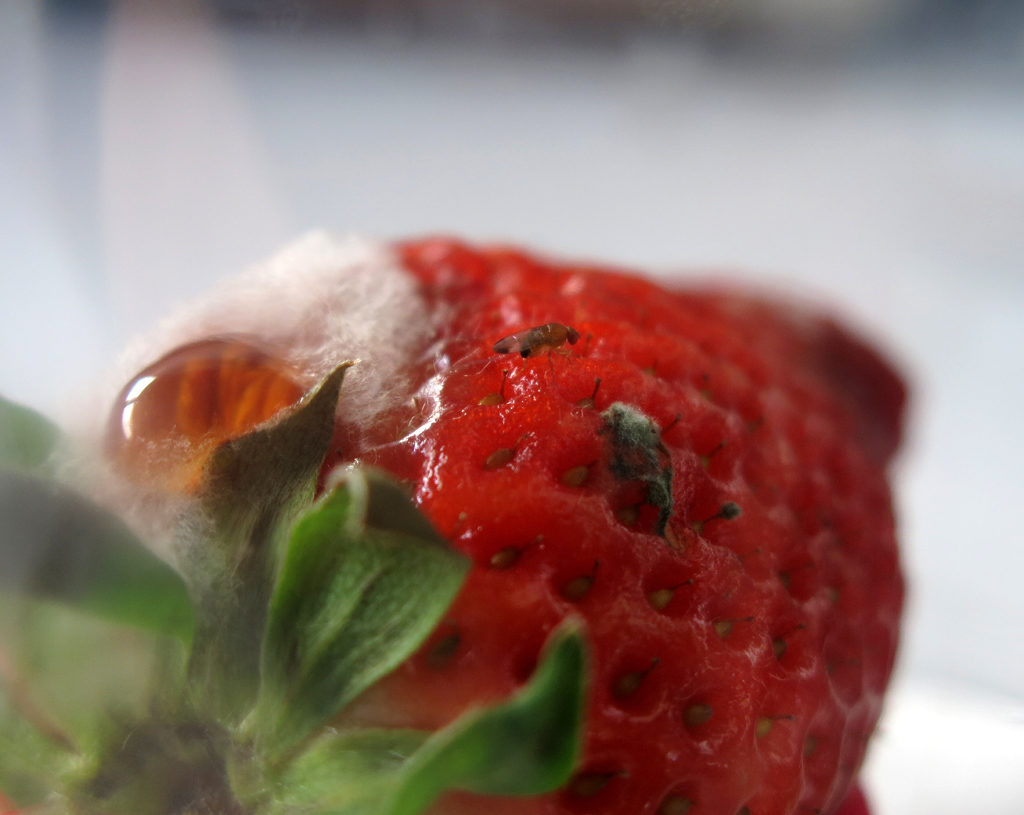 fraise_phenolia_limbata_tibialis.jpg