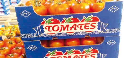 tomate_maroc.jpg