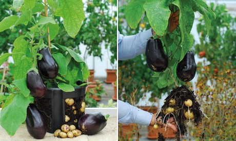 aubergine_pomme_de_terre.jpg