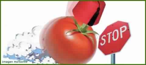 tomate-stop-2.jpg