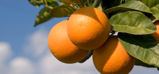 oranges.jpg