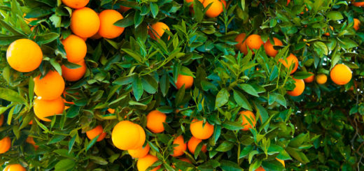 oranges.jpg