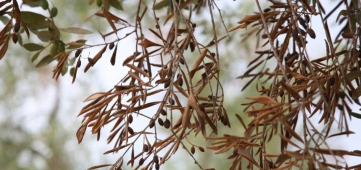 xylella_fastidiosa.jpg