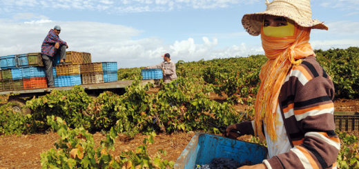 agriculture_maroc.jpg