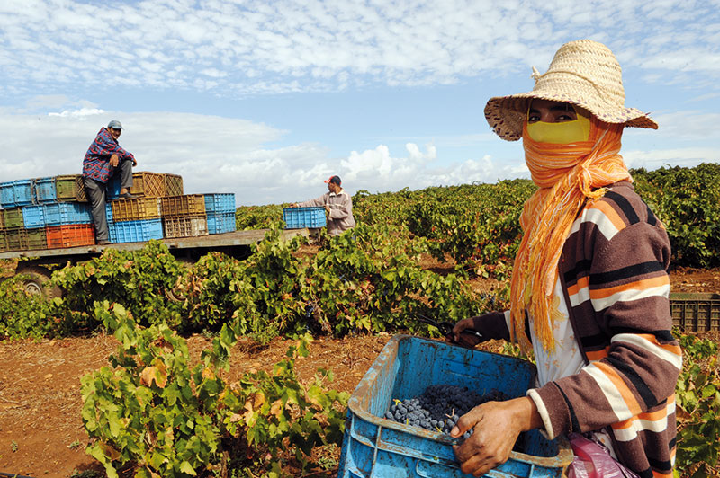 agriculture_maroc.jpg