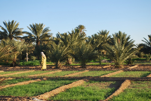 oasis-au-maroc.jpg