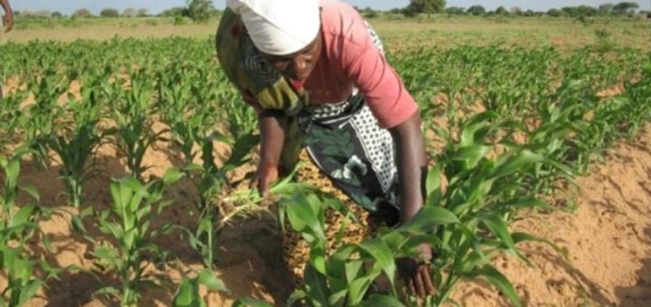 afrique-agriculture-.jpg