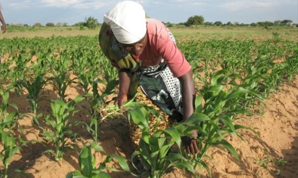 afrique-agriculture-.jpg