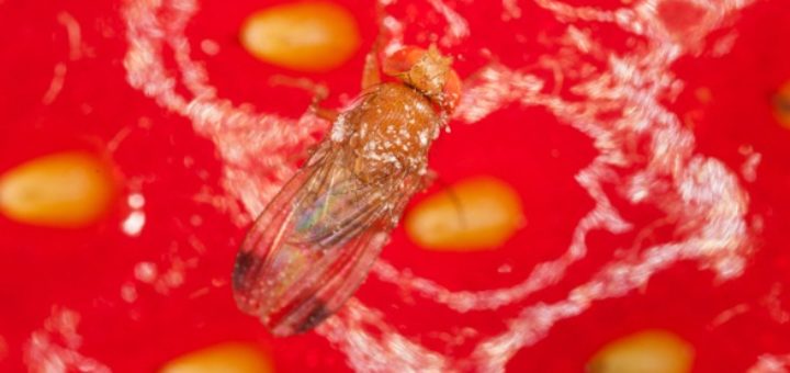 drosophila_suzukii_fraise.jpg