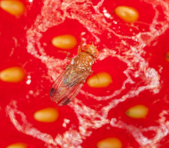 drosophila_suzukii_fraise.jpg