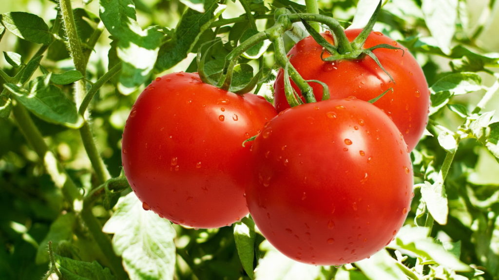 tomate.jpeg