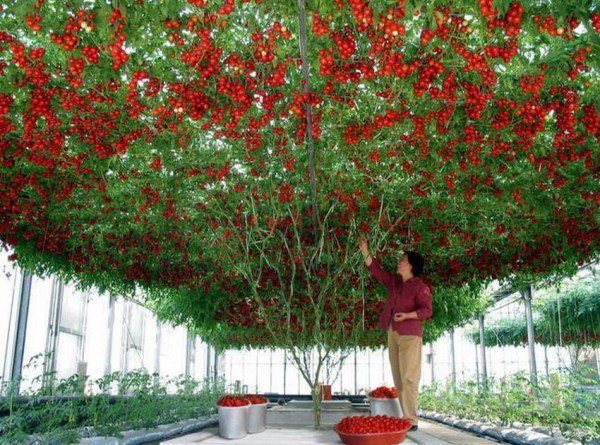 arbre_tomate.jpg