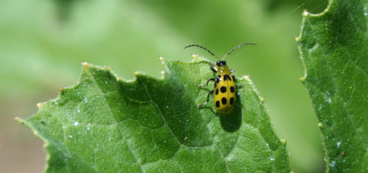 biopesticides.jpg