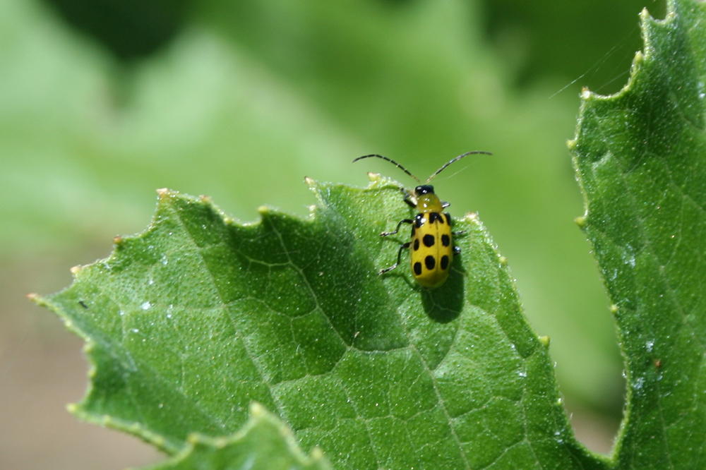 biopesticides.jpg