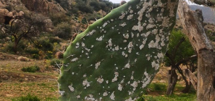 cochenille, cactus, figue de barbarie