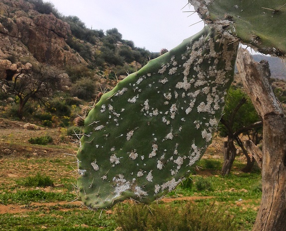 cochenille, cactus, figue de barbarie