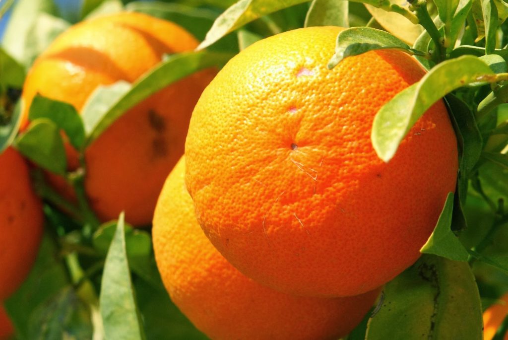 oranges.jpg