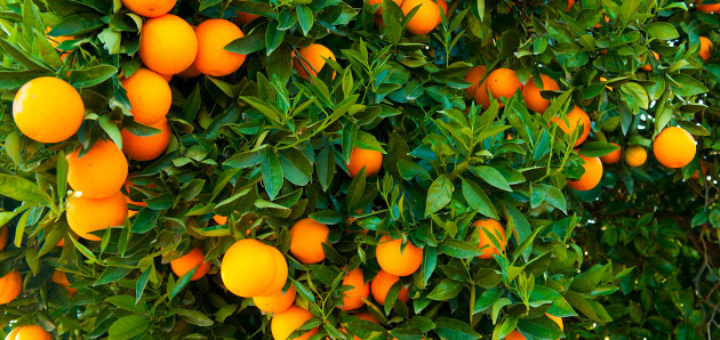 oranges.jpg