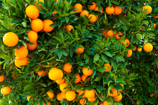 oranges.jpg