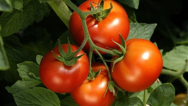 tomate