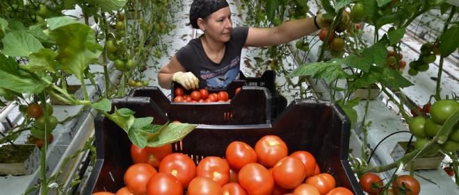 tomate_espagne.jpg