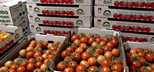 tomates-maroc-export.jpg