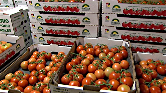 tomates-maroc-export.jpg